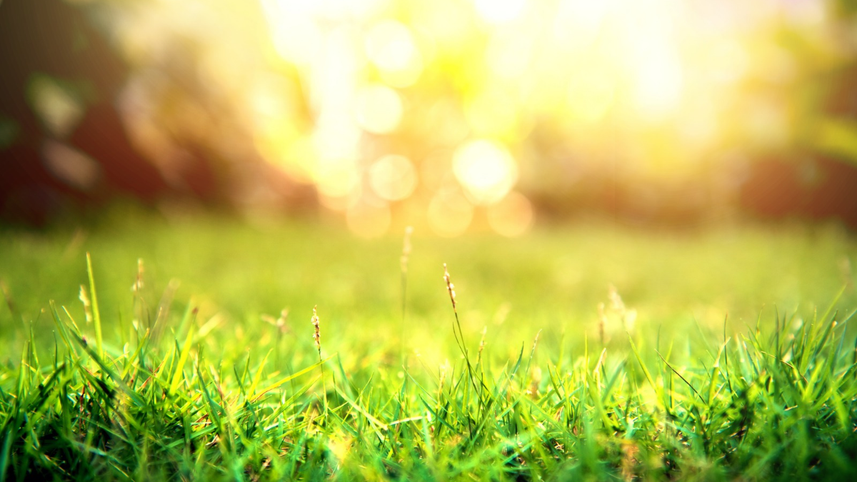 A sunny scene of fresh grass