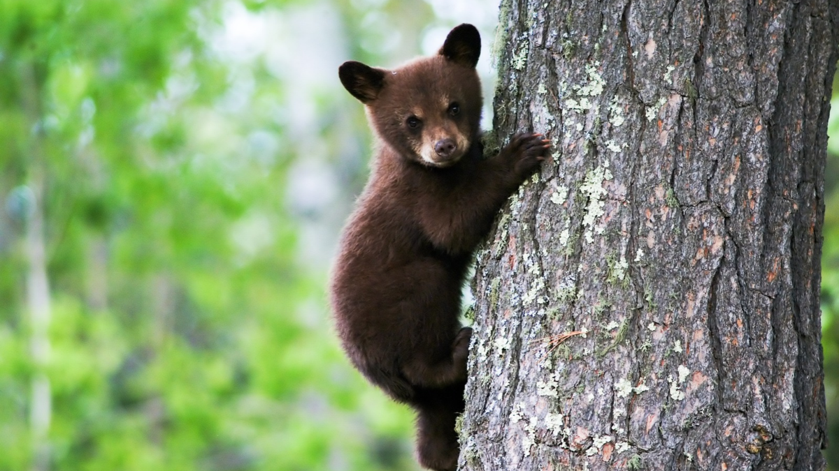 Bear cub climbing a tree