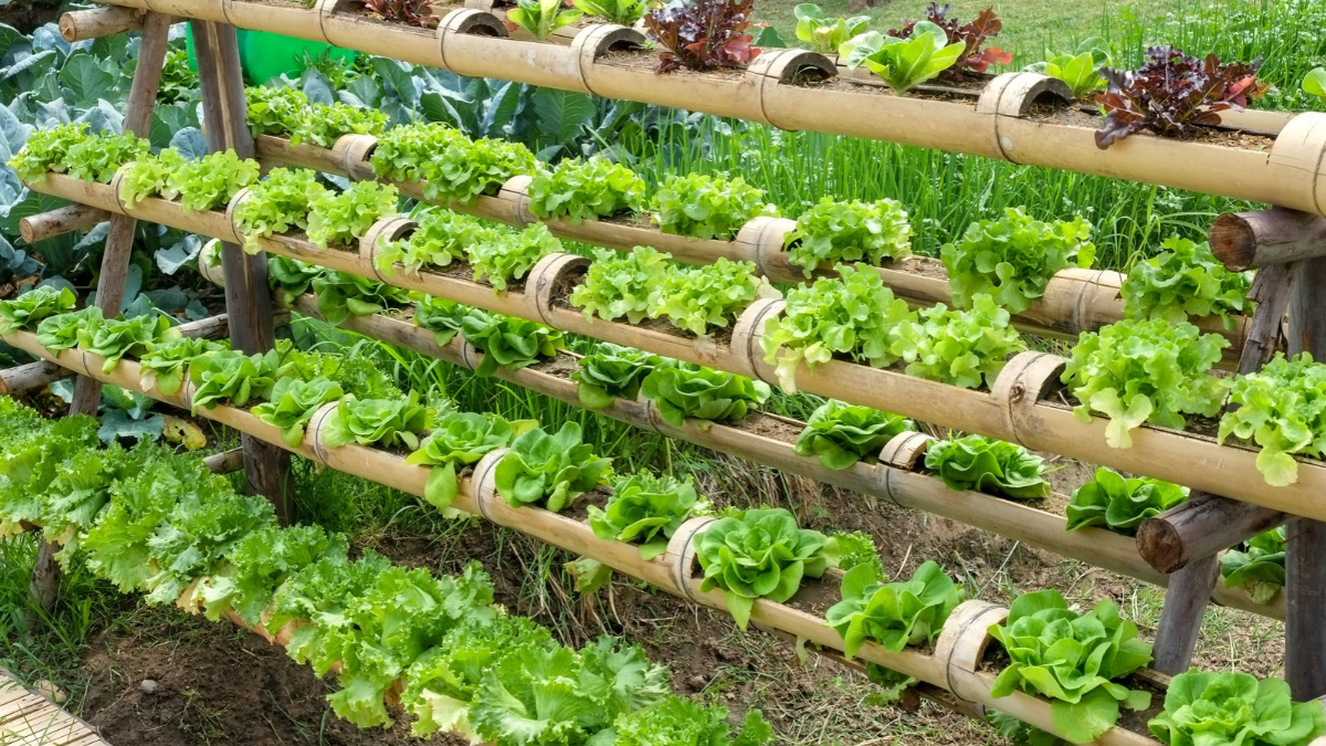 Rows of plants and vegtables