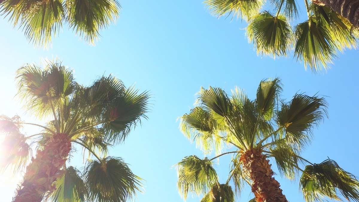Palm tree view from the ground