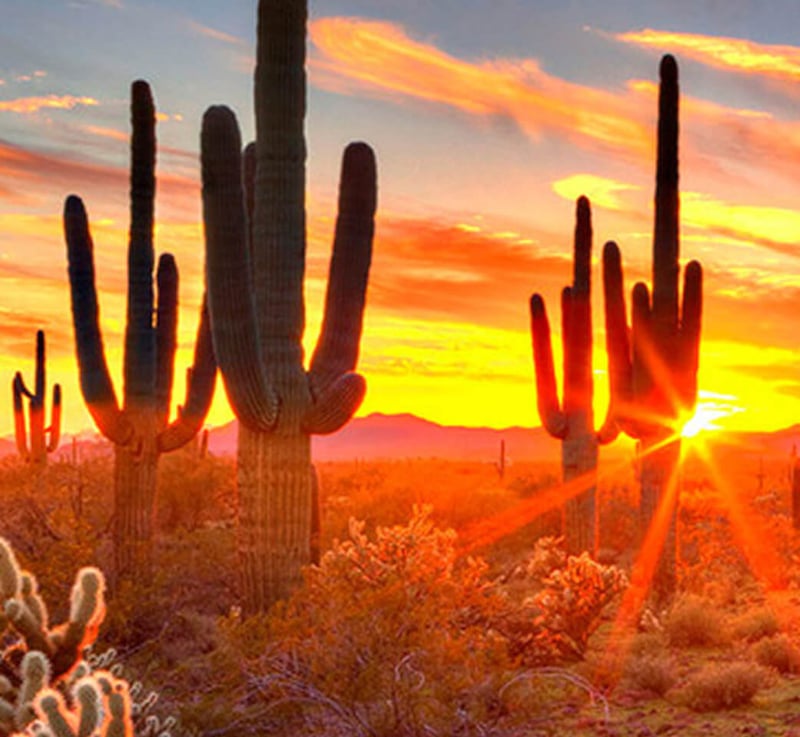 Cactus on sunset