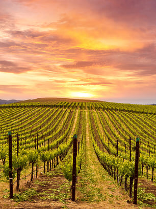sonoma-wine-country-california-featured