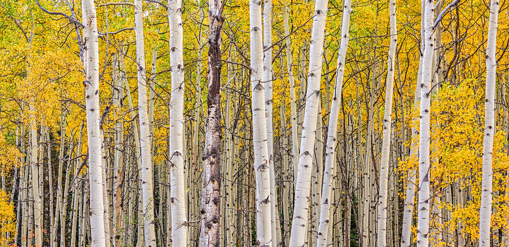 Aspen background