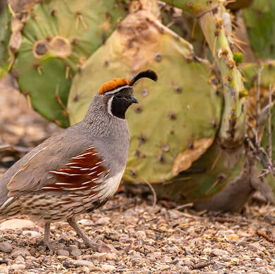 new-mexico-03