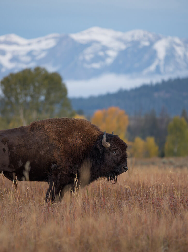 jackson-hole-wyoming-01