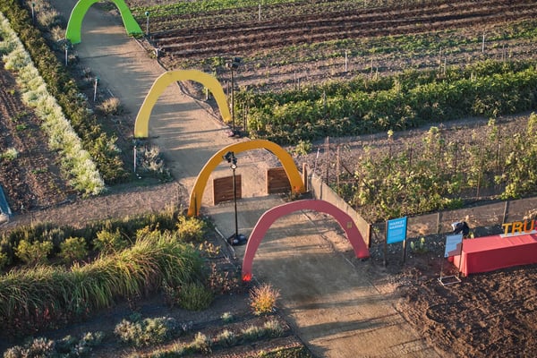 Vineyard landscape with decorative arches and pathways set up for an event.