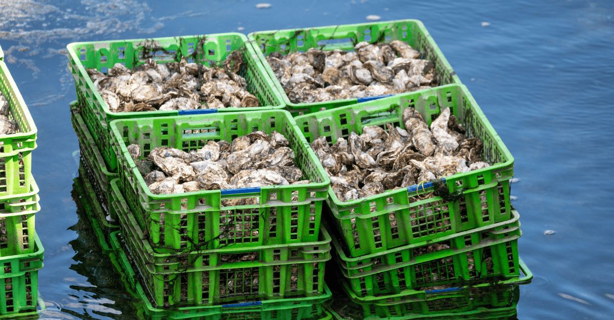 Crates of oysters resting in coastal water.