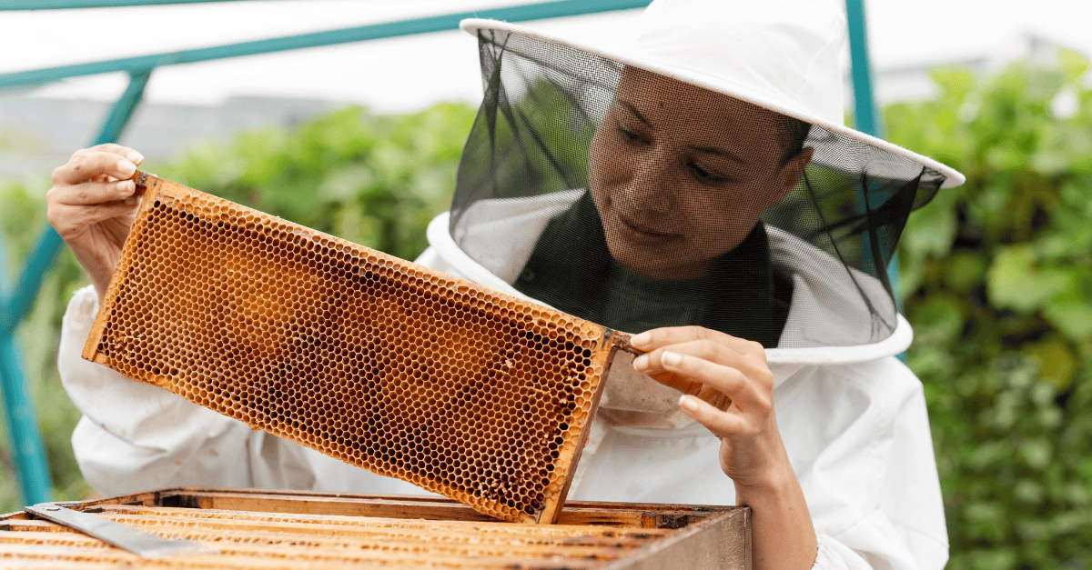 Beekeeper examines a honeycomb frame.