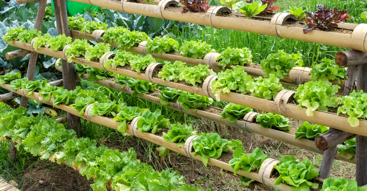 Lettuce growing in tiered bamboo planters.