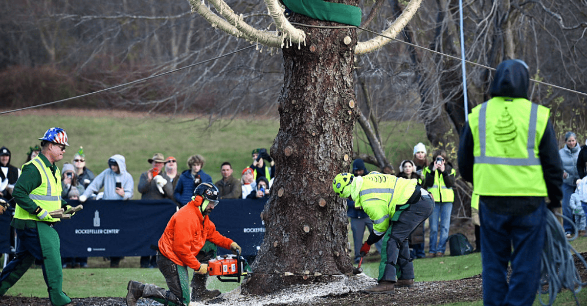 Workers cut the Rockefeller Center Christmas tree.