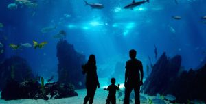 Underwater family